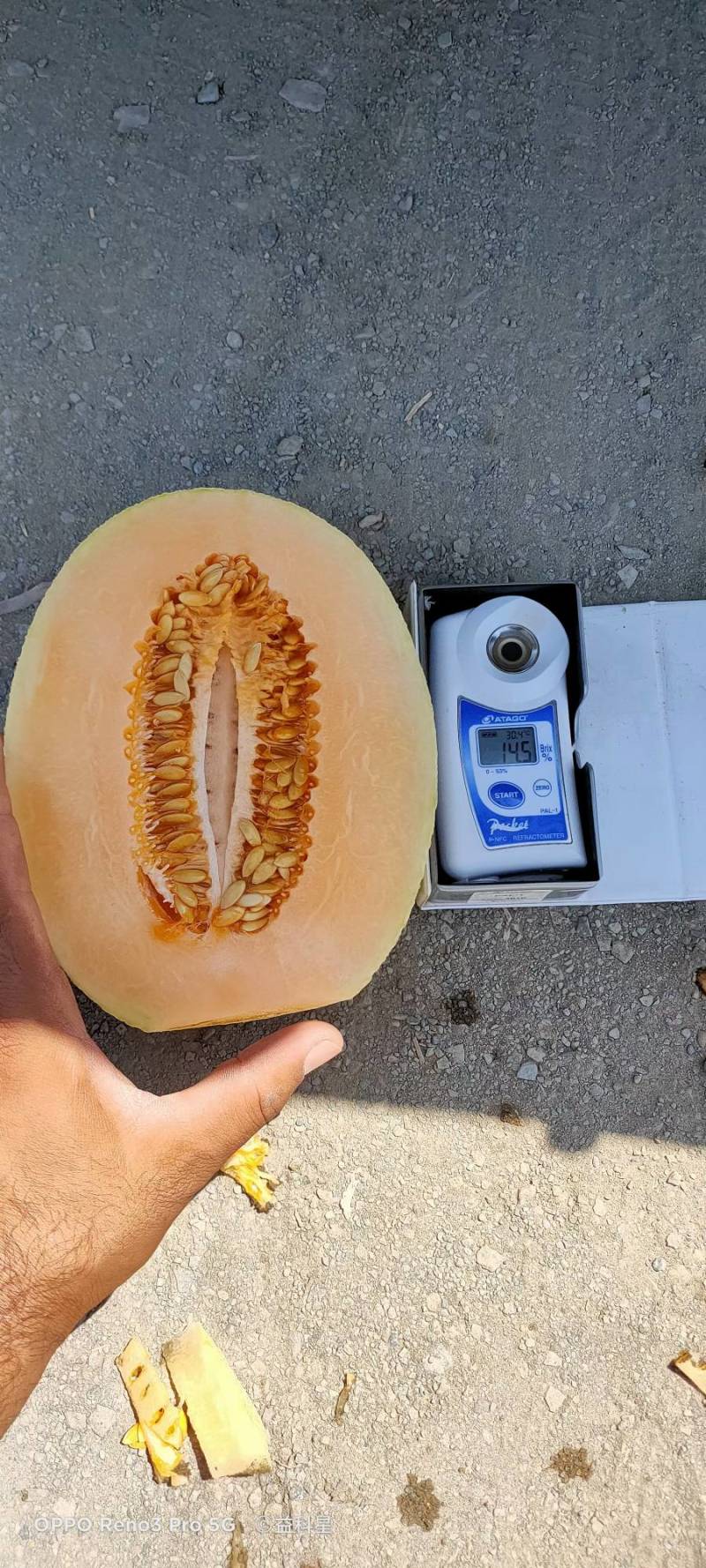 （畅销）精品新疆吐鲁番金色年华，甜瓜，大量供应