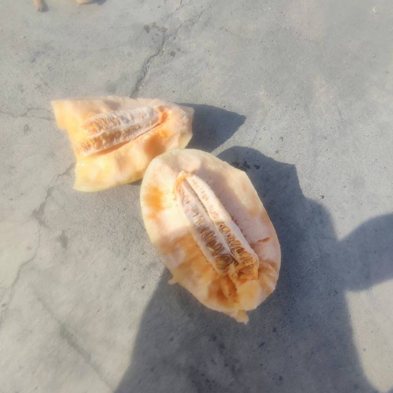 （畅销）精品新疆吐鲁番金色年华，甜瓜，大量供应