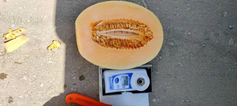 （畅销）精品新疆吐鲁番金色年华，甜瓜，大量供应