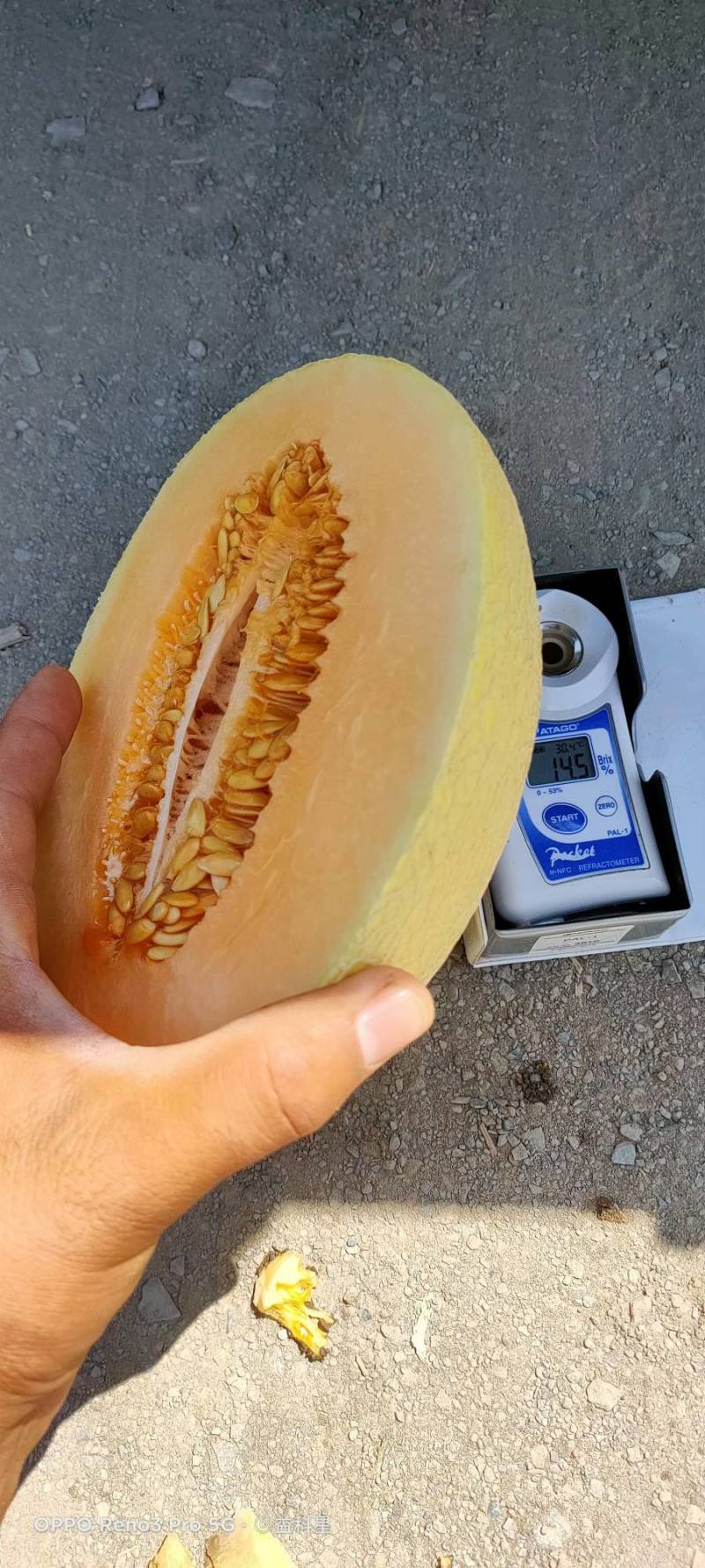 （畅销）精品新疆吐鲁番金色年华，甜瓜，大量供应