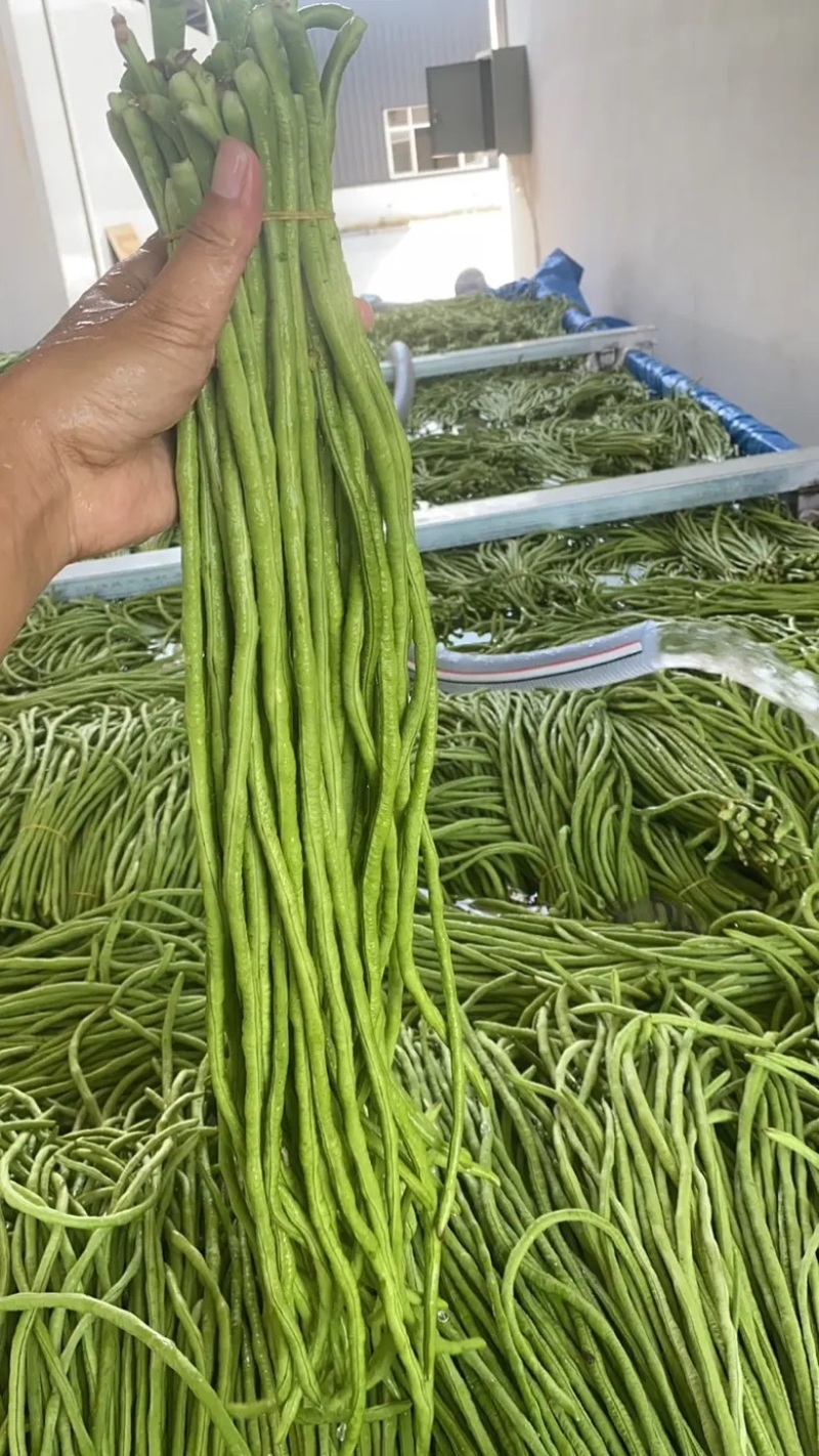 【豆角】长豆角湖北长豆角产地直发供应全国市场电商