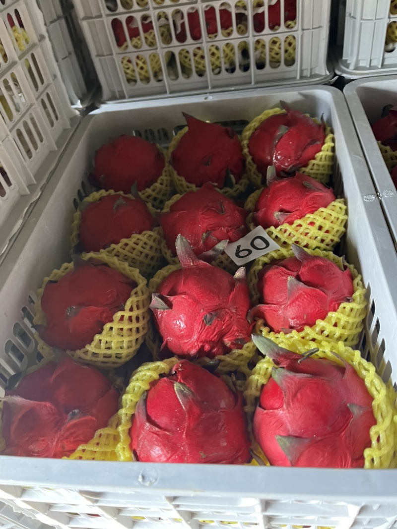 ♥️金都一号火龙果货源保质保量红心火龙果欢迎电话联系