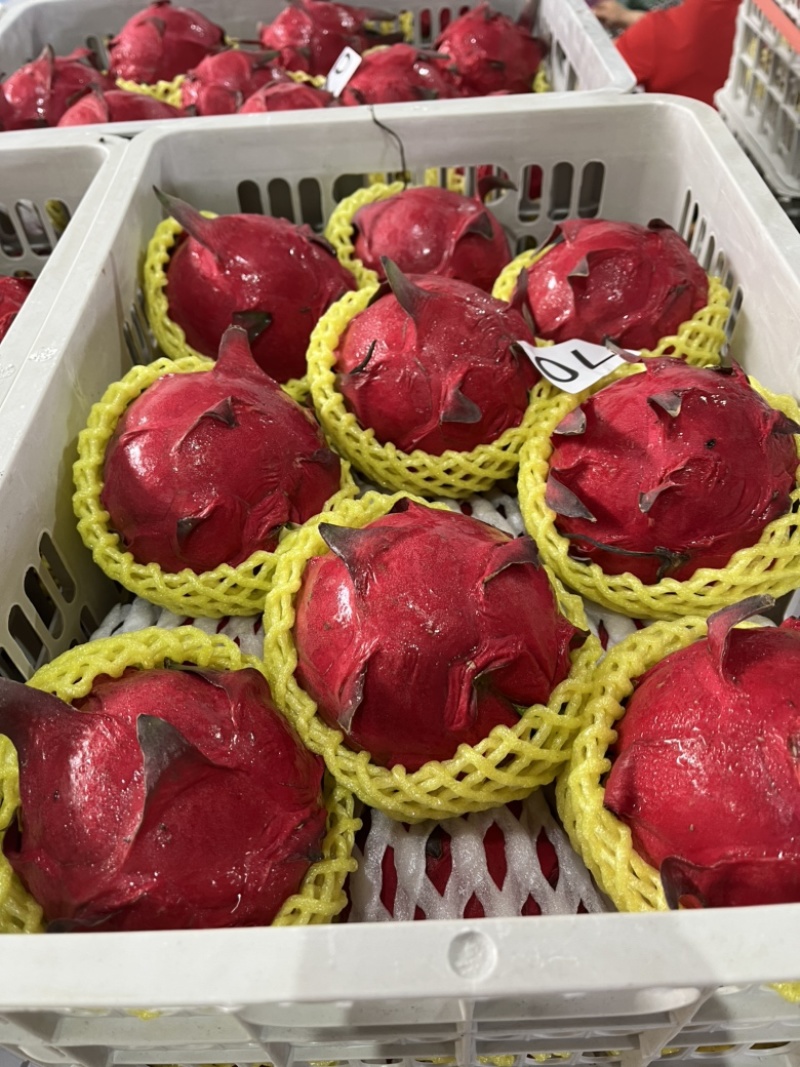♥️金都一号火龙果货源保质保量红心火龙果欢迎电话联系