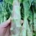 莴笋，甘肃现挖红叶香莴苣，大量供货质量好价格实惠欢迎咨询