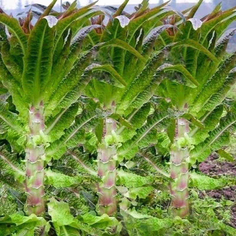 莴笋，甘肃现挖红叶香莴苣，大量供货质量好价格实惠欢迎咨询