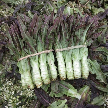 莴笋，甘肃现挖红叶香莴苣，大量供货质量好价格实惠欢迎咨询