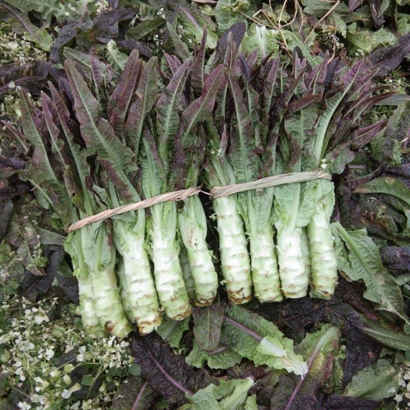 莴笋，甘肃现挖红叶香莴苣，大量供货质量好价格实惠欢迎咨询
