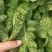 莴笋，甘肃现挖红叶香莴苣，大量供货质量好价格实惠欢迎咨询