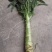 莴笋，甘肃现挖红叶香莴苣，大量供货质量好价格实惠欢迎咨询
