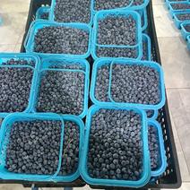 露天蓝莓大量上市