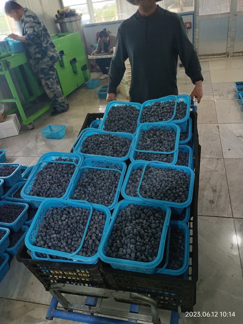 露天蓝莓大量上市