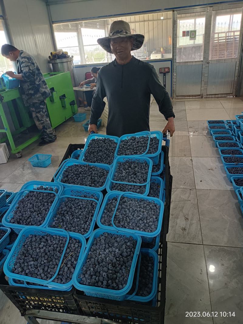 露天蓝莓大量上市