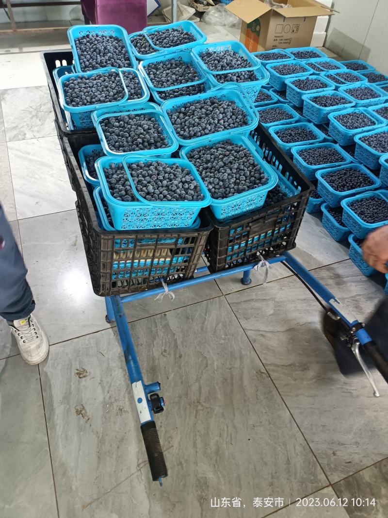 露天蓝莓大量上市