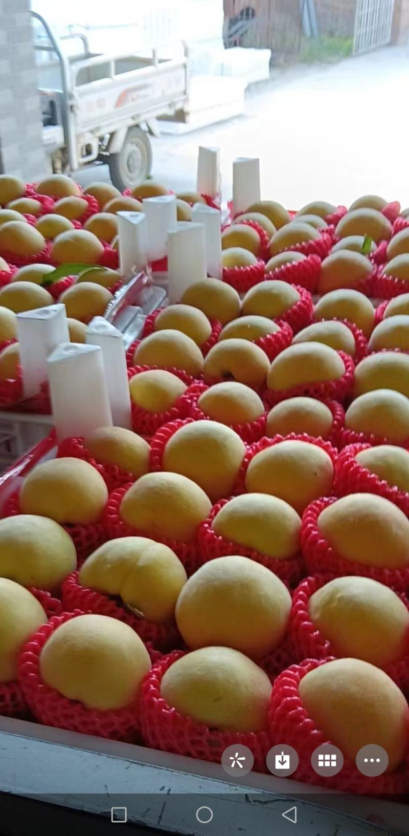 黄金蜜大量上市