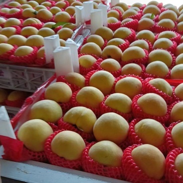 黄金蜜大量上市
