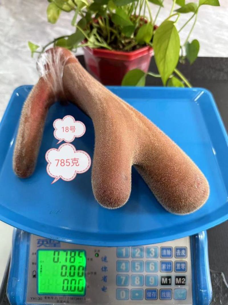 梅花鹿鲜鹿茸，适合泡酒煲汤火锅炖菜货源充足！