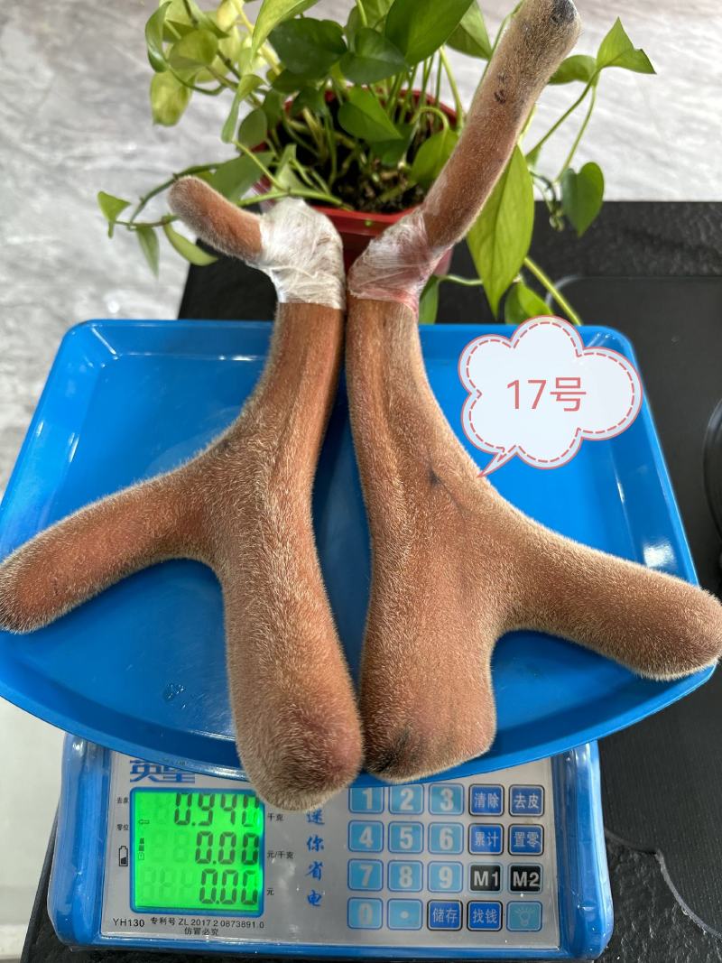 梅花鹿鲜鹿茸，适合泡酒煲汤火锅炖菜货源充足！