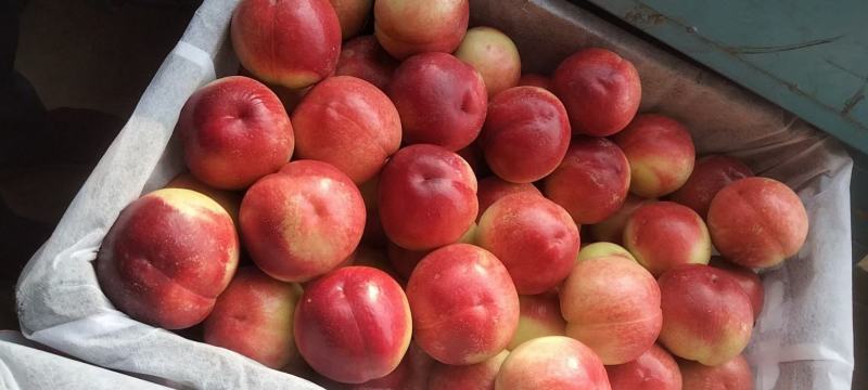 精品油桃中油18号对接市场电商社区团购可视频看货