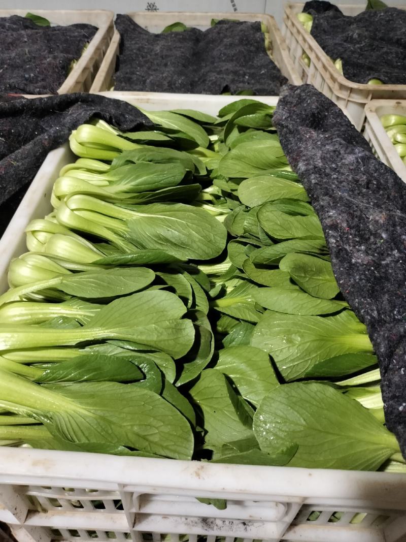 精品中小棵油菜，奶白菜大量上市