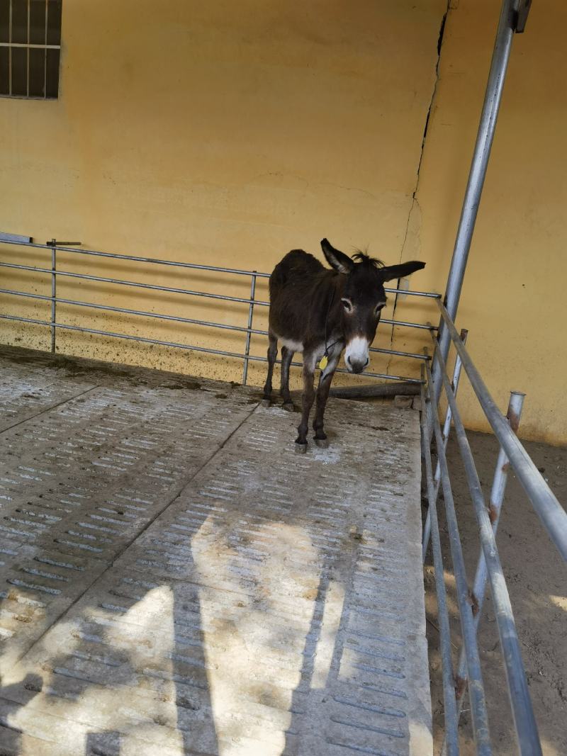 宠物驴体型小长势慢可骑乘可驮货性格温顺亲人