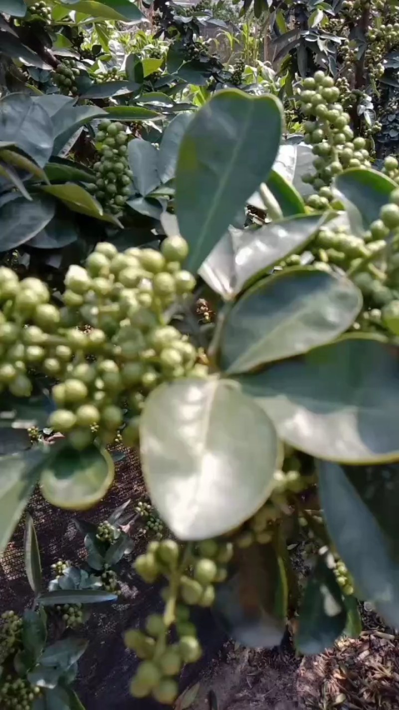 九叶青一级鲜花