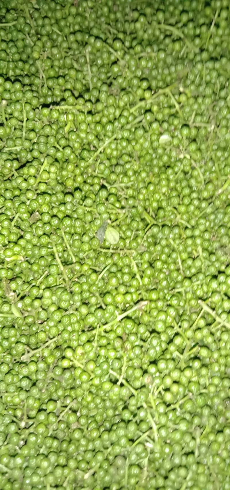九叶青一级鲜花