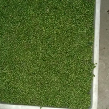 九叶青一级鲜花