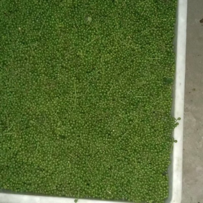 九叶青一级鲜花