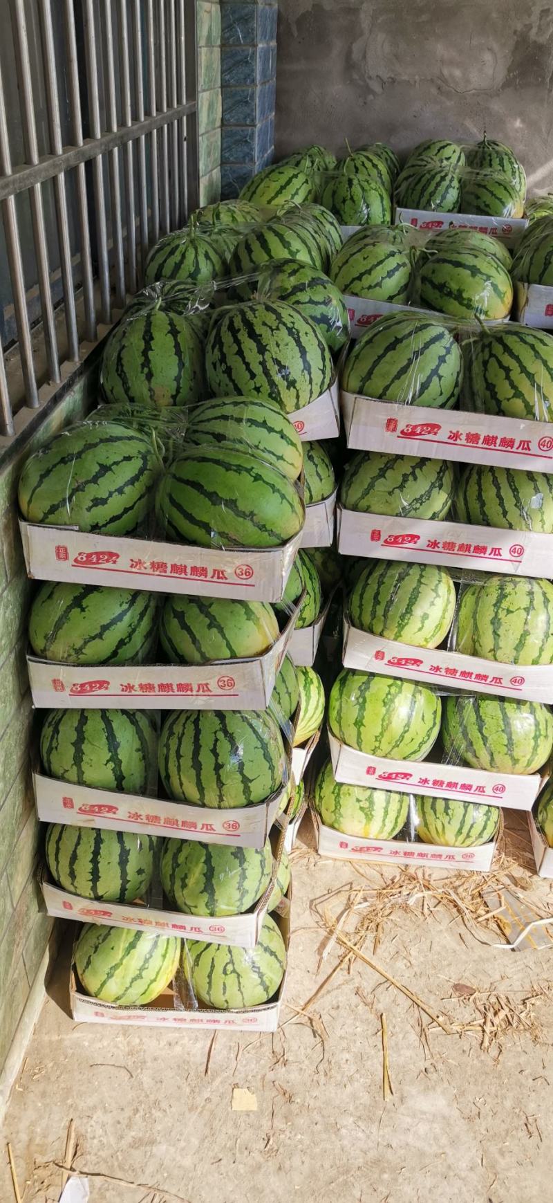美都西瓜，新鲜上市，产地直发，品质好支持各种规格线上看货