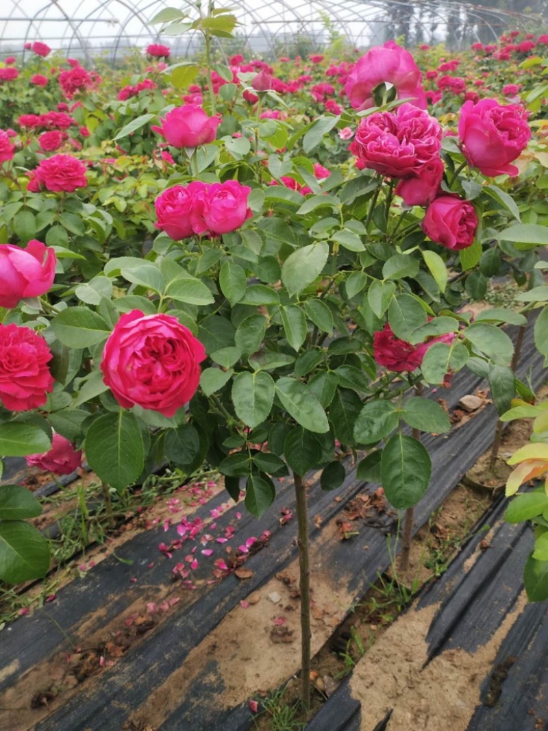 月季棒棒糖月季爬藤月季树状月季自家苗圃基地直销
