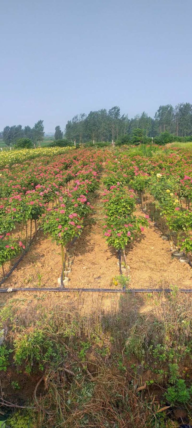 月季棒棒糖月季爬藤月季树状月季自家苗圃基地直销