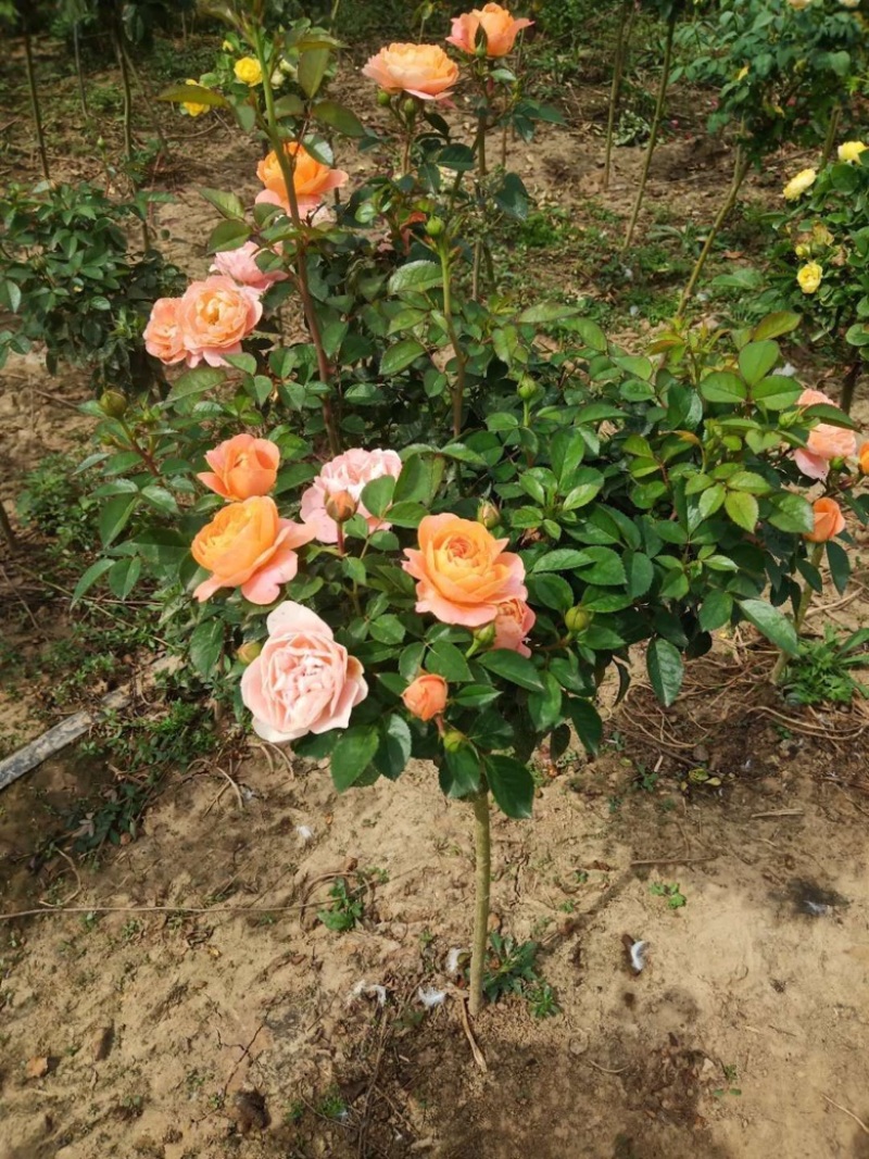 月季棒棒糖月季爬藤月季树状月季自家苗圃基地直销