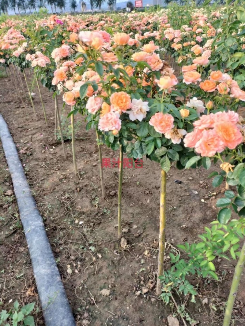 月季棒棒糖月季爬藤月季树状月季自家苗圃基地直销