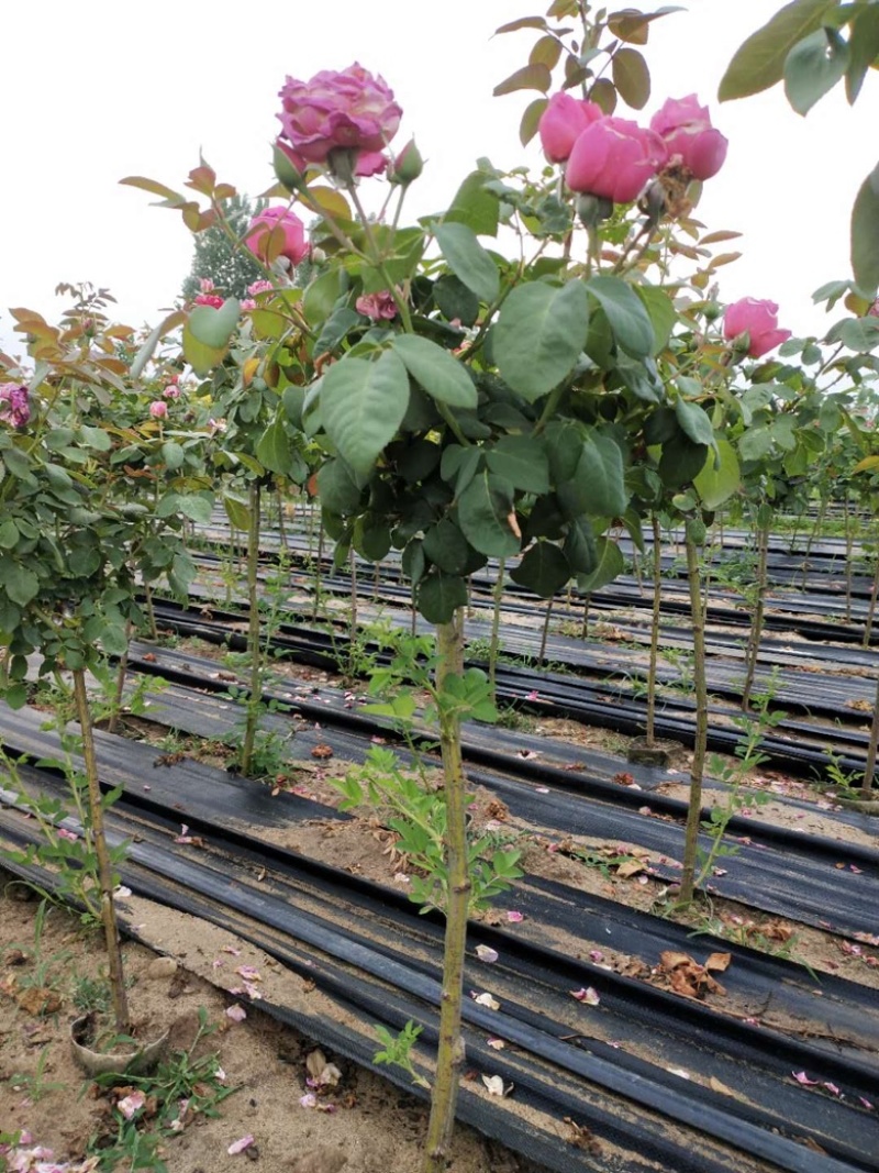 月季棒棒糖月季爬藤月季树状月季自家苗圃基地直销