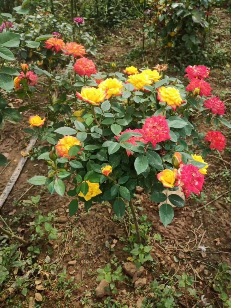 月季棒棒糖月季爬藤月季树状月季自家苗圃基地直销