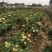 月季棒棒糖月季爬藤月季树状月季自家苗圃基地直销
