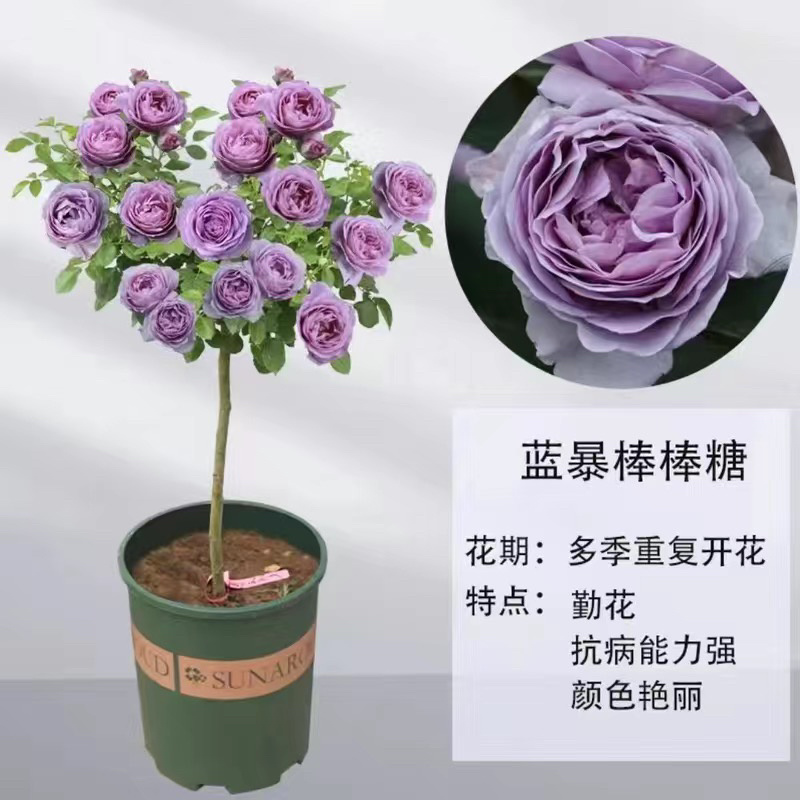 月季棒棒糖月季爬藤月季树状月季自家苗圃基地直销