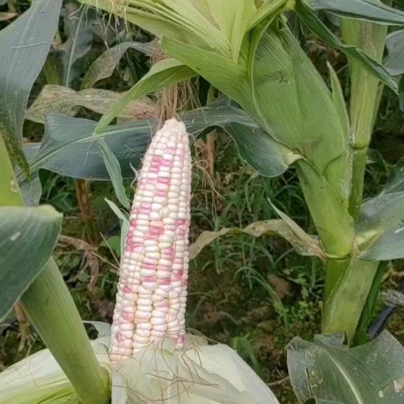 湖北花甜糯玉米大量上市，万亩基地，货源充足，精品走车