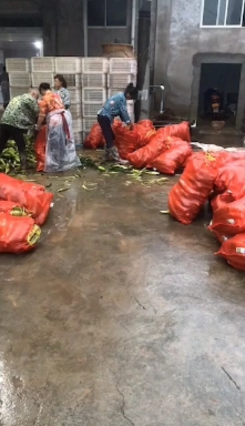 湖北花甜糯玉米大量上市，万亩基地，货源充足，精品走车