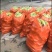 湖北花甜糯玉米大量上市，万亩基地，货源充足，精品走车