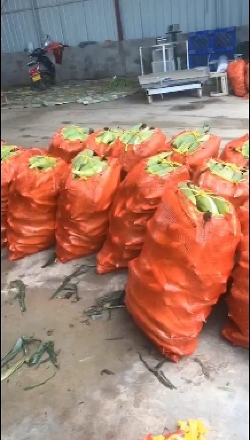 湖北花甜糯玉米大量上市，万亩基地，货源充足，精品走车