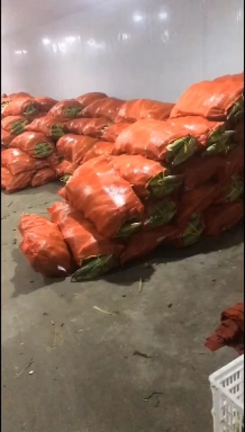 湖北花甜糯玉米大量上市，万亩基地，货源充足，精品走车
