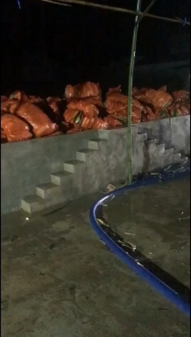 湖北花甜糯玉米大量上市，万亩基地，货源充足，精品走车