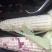 湖北花甜糯玉米大量上市，万亩基地，货源充足，精品走车