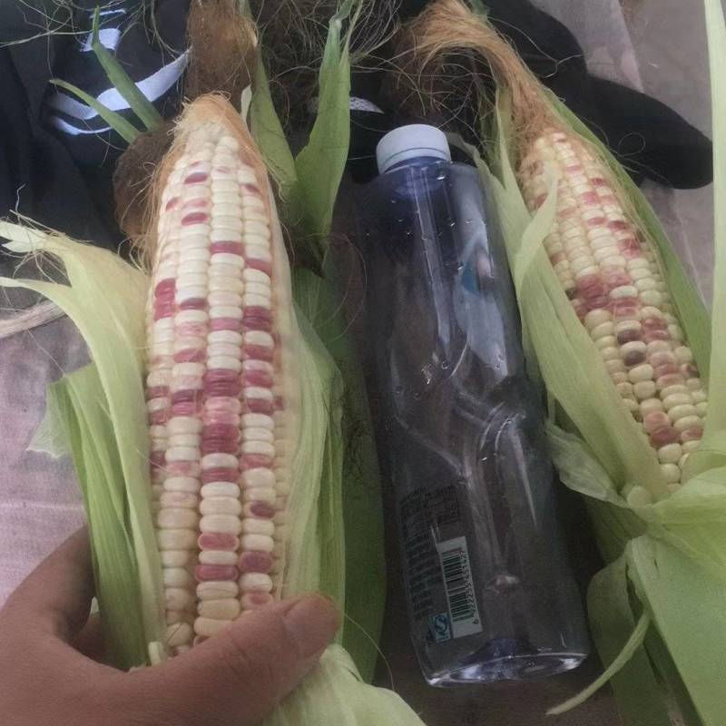 湖北花甜糯玉米大量上市，万亩基地，货源充足，精品走车