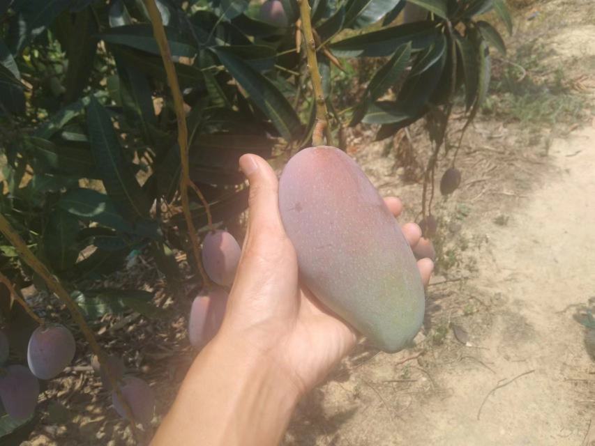 贵妃芒坏果特写