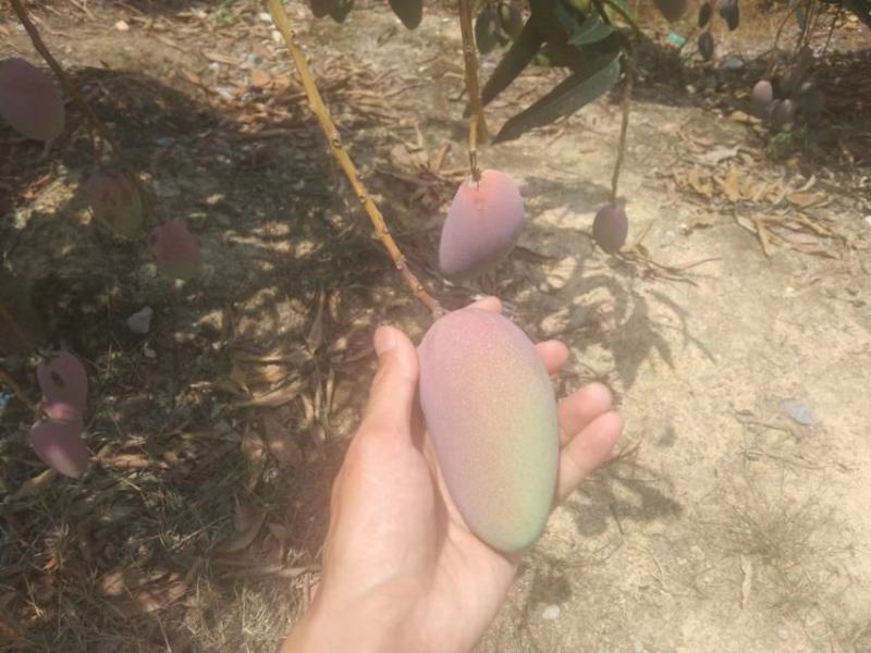 贵妃芒皮薄肉厚核薄满口爆汁个大果肉细腻现摘现发