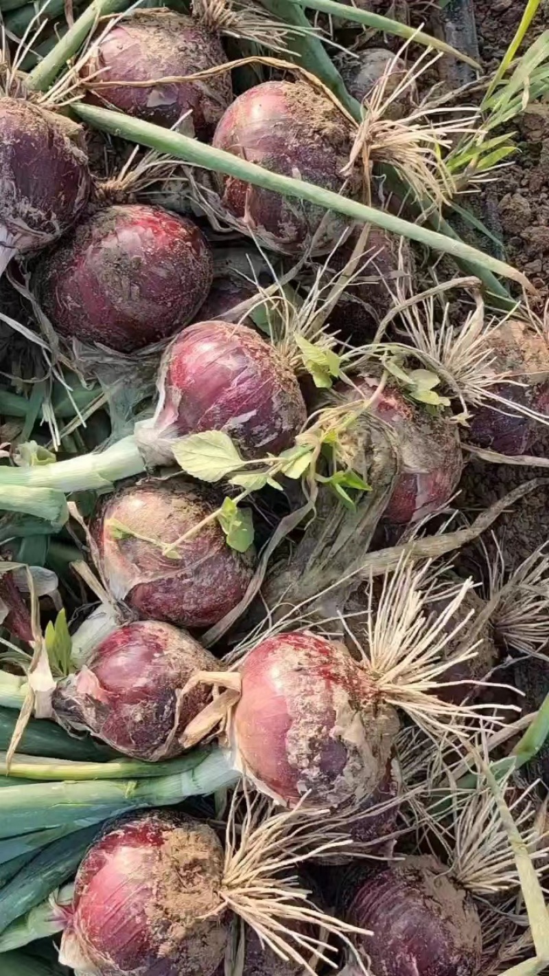 河南紫皮洋葱新鲜现挖，水果蔬菜生吃脆甜农家种植