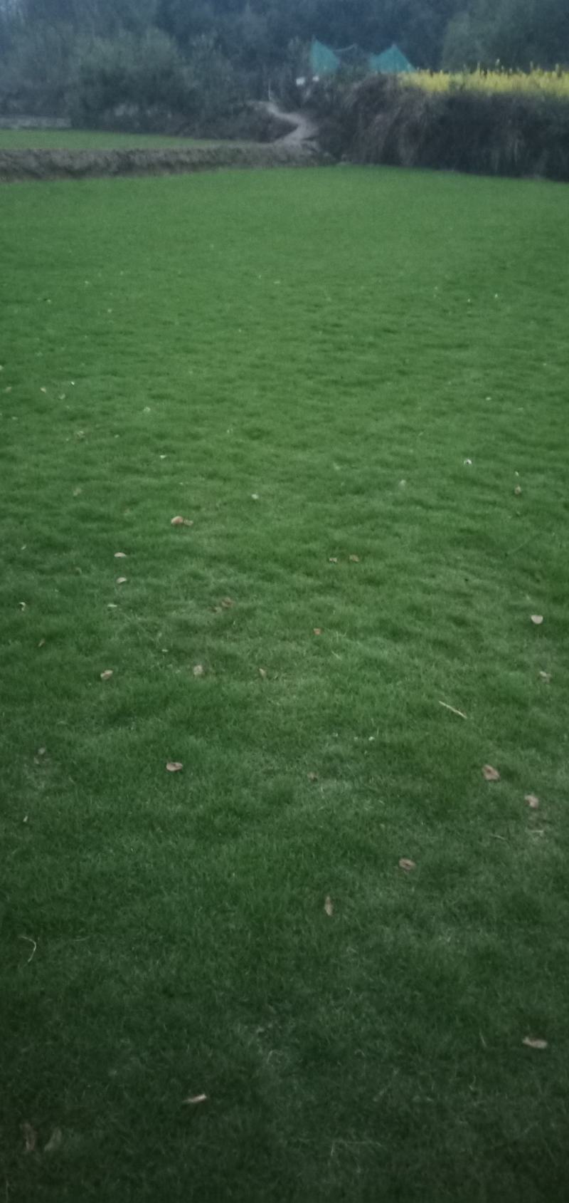 马尼拉草皮