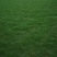 马尼拉草皮